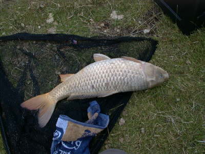 10-4 Common