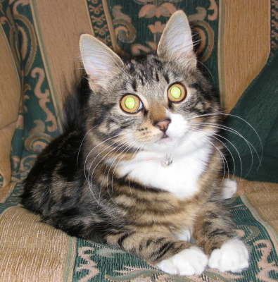 Call me big whiskas