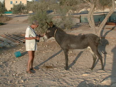 Donkey2