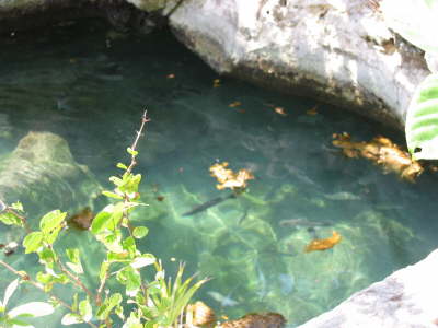 Fish