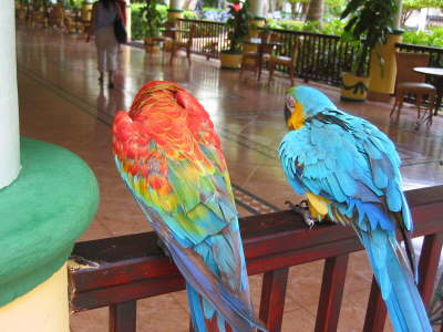Parrots1