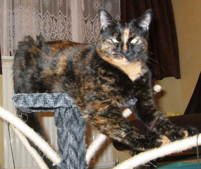 Pepper on tree