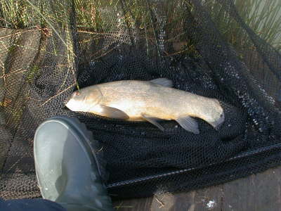 Tench1