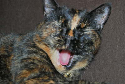 Yawn