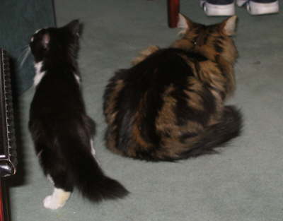 bigger  cat