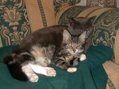 buddies