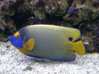 fish4
