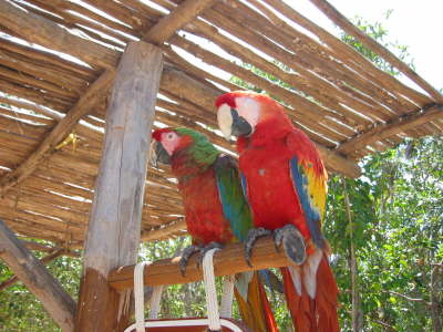 parrots